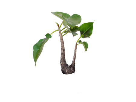 Bodhi tree isolated on white backgroundの写真素材