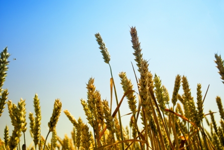 Farm field with yellow grain  rye  under deep blue sky