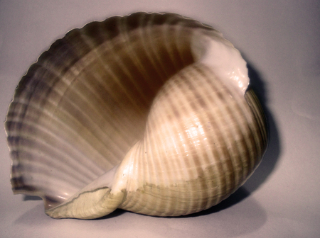 shellの写真素材