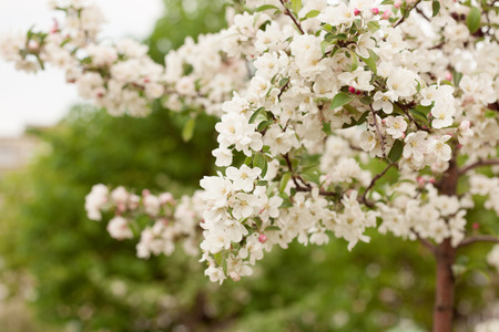 Apple tree branch in bloom over natural defocused bokeh background, close up