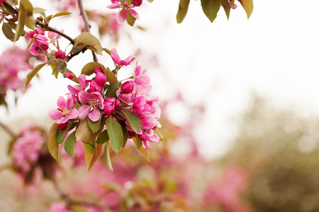 Red apple tree branch in bloom over natural blurred bokeh background, close up