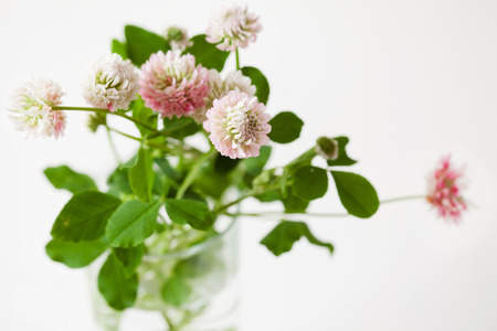 Romantic clover flowers bouquet with leaves on white background, copy spaceの写真素材