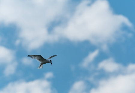 Bird hunting for fish