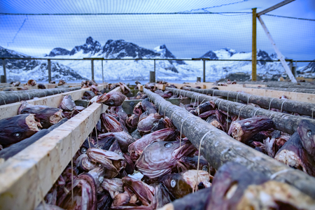 Stock fish drying rack with dried cod fish heads in Norway with snowy mountainsの写真素材