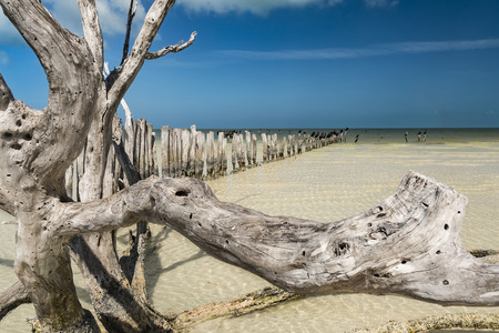 Floater driftwood in front of very shallow sea water in the Gulf of Mexicoの写真素材