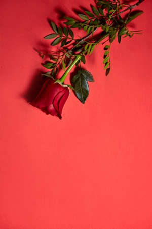 Single beautiful red rose. Love Concept, Shot From Above. Red backgroundの写真素材