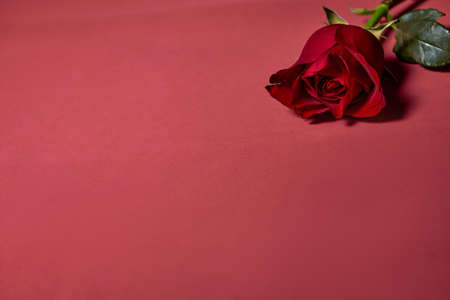 Single beautiful red rose. Love Concept, Shot From Above. Red backgroundの写真素材