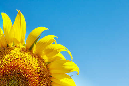Sunflower natural background. Sunflower blooming. Close-up of sunflowerの写真素材
