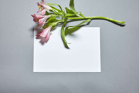 Alstroemeria flowers with white paper sheet mockup on gray background. White paper empty blank, dried flowers on gray table. Invitation card mockup.Flat lay, top view, copy space, mockupの写真素材