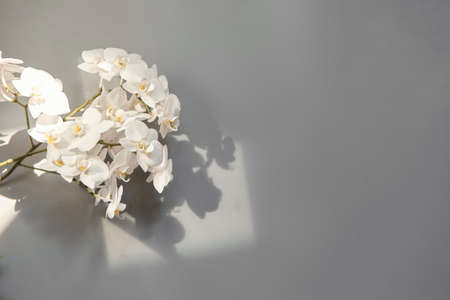 Top view of orchid flowers on a gray background. Empty space for your text