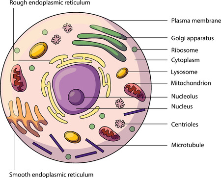 The structure of an animal cell, with labeled parts. Biology vector illustrationのイラスト素材