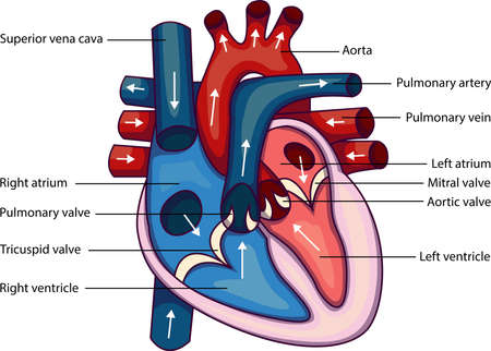 Schematic vector illustration of heart anatomy.のイラスト素材