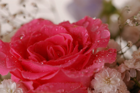 Water drops on pink rose, close-up.の写真素材
