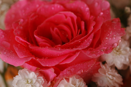 Water drops on pink rose, close-up.の写真素材