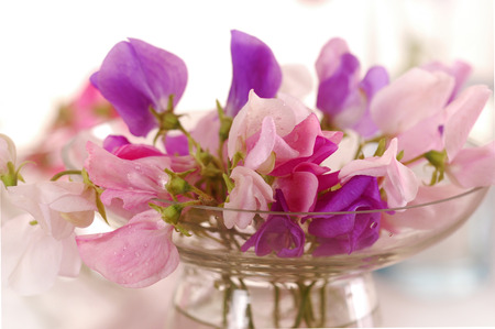 Bouquet of beautiful sweet peas flowers, a studio photoの写真素材