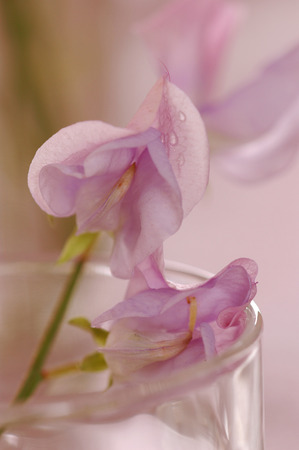 Bouquet of beautiful sweet peas flowers, a studio photoの写真素材