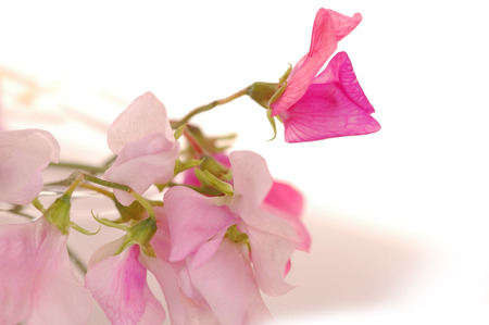 Bouquet of beautiful sweet peas flowers, a studio photoの写真素材
