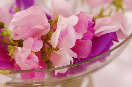 Bouquet of beautiful sweet peas flowers, a studio photoの写真素材