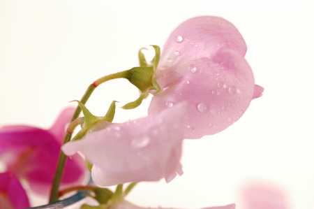 Bouquet of beautiful sweet peas flowers, a studio photoの写真素材