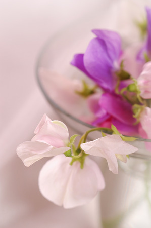 Bouquet of beautiful sweet peas flowers, a studio photoの写真素材