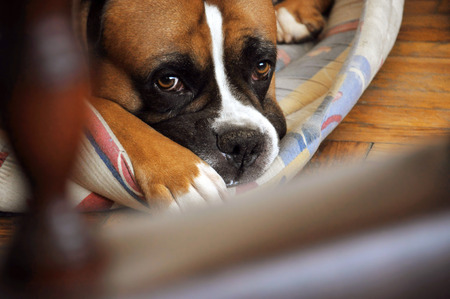Beautiful Brown And White Boxer dog portrait close-up.の写真素材