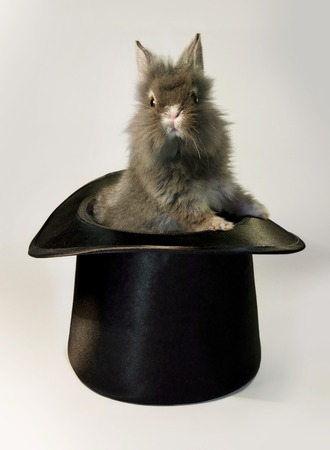Rabbit bunny in top hat magic trick isolatedの写真素材