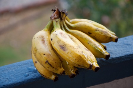 Lady Finger bananas wet, lying in the open air.の写真素材