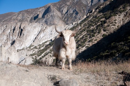 Nepalese long haired yak in Himalaya mountainsの写真素材