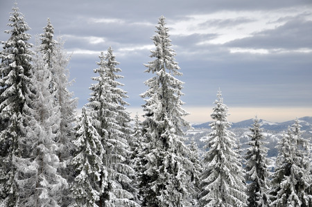 Winter landscape, winter forest with the trees covered by snow
