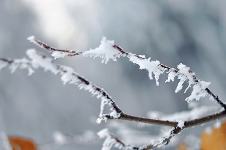 The tree branches coverd with white snowの写真素材