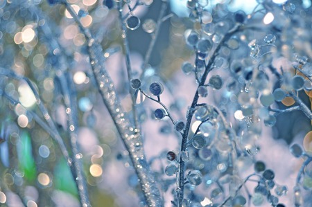 Beautiful winter background with a Christmas decor  ice  decorated branches