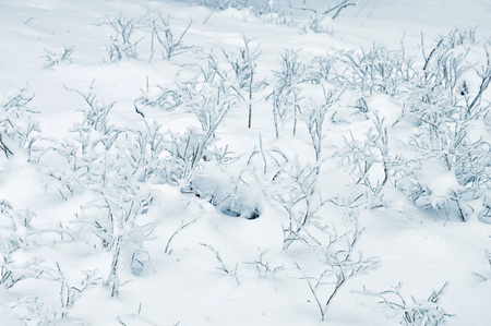 The branches on a ground coverd with white snowの写真素材