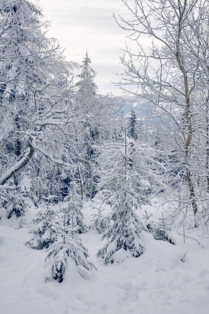 Snow-covered pine tree tree in the winter forestの写真素材