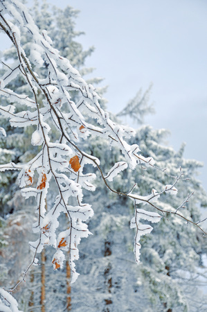 Frosty snow-covered leaves, shallow depth of field.の写真素材
