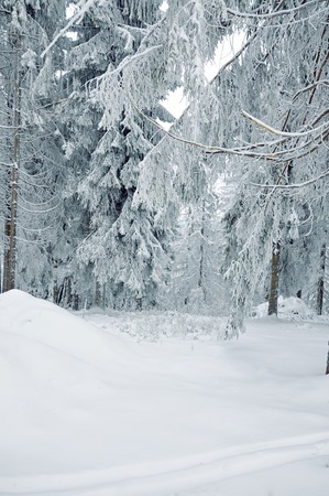 Winter landscape, winter forest with the trees covered by snowの写真素材