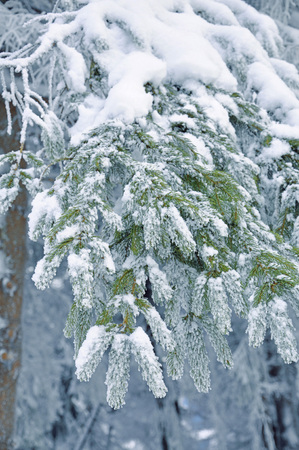 Pine tree branches coverd with white snowの写真素材