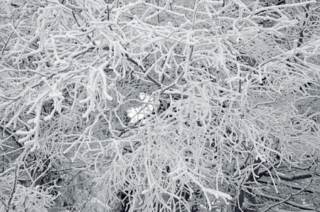 The tree branches coverd with white snowの写真素材