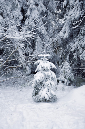 Snow-covered pine tree tree in the winter forestの写真素材