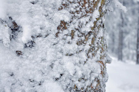 Pine tree trunk coverd with white snowの写真素材