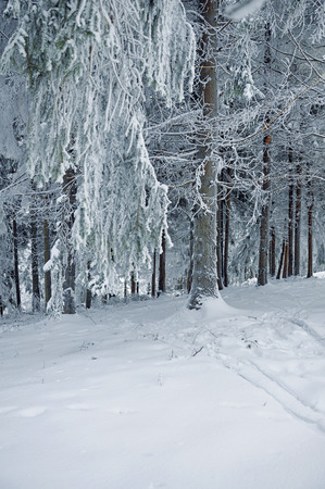 Winter landscape, winter forest with the trees covered by snowの写真素材