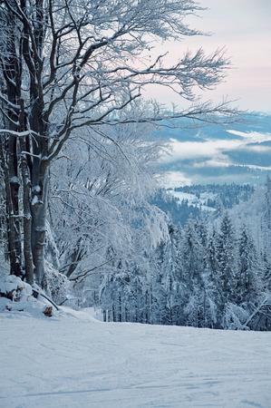 Winter landscape, winter forest with the trees covered by snowの写真素材