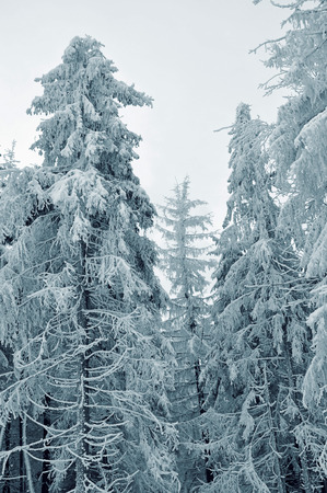Winter landscape, winter forest with the trees covered by snowの写真素材