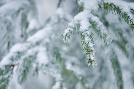 Pine tree branches coverd with white snowの写真素材