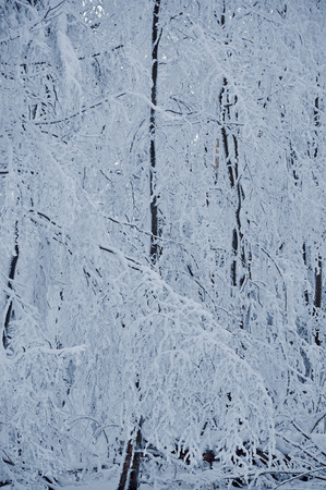 The tree branches coverd with white snowの写真素材