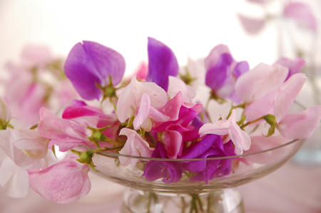Bouquet of beautiful sweet peas flowers, a studio photoの写真素材