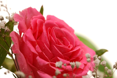Close-up of beautiful ink rose, a studio photoの写真素材