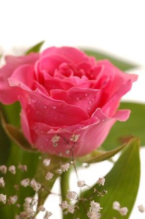 Close-up of beautiful ink rose, a studio photoの写真素材