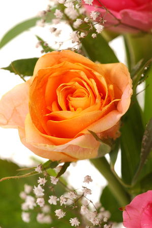 Close-up of beautiful yellow rose, a studio photoの写真素材