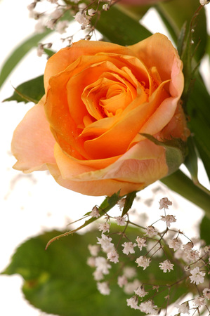 Close-up of beautiful yellow rose, a studio photoの写真素材