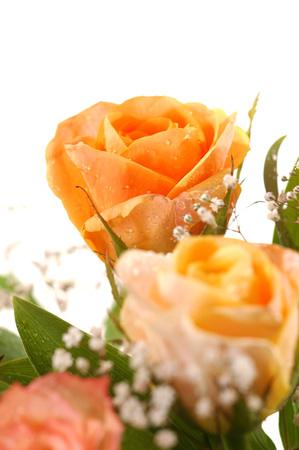 Close-up of beautiful yellow rose, a studio photoの写真素材